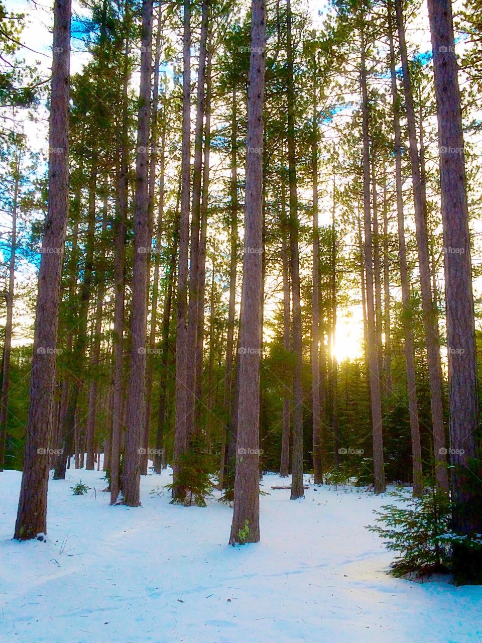 Sunshine through trees