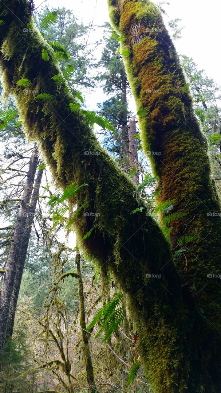 Oregon Rainforest