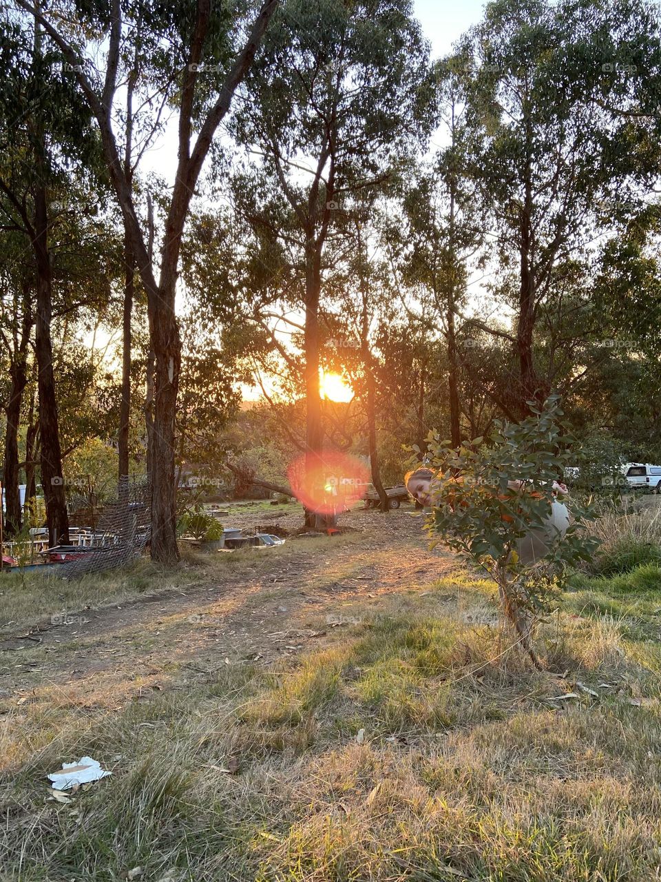 Sunset glistening through trees 