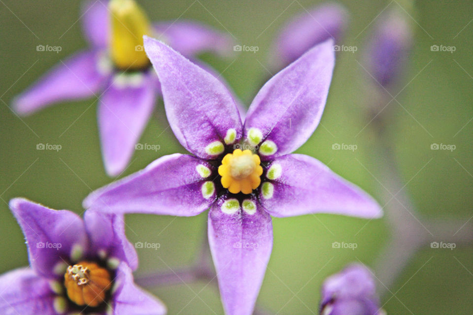Bright fresh purple and yellow flower