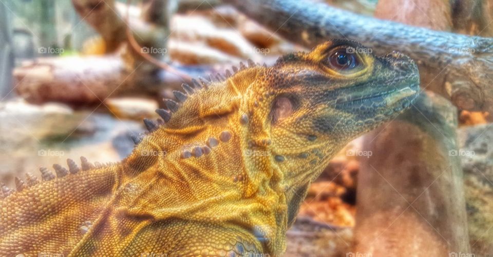 Lizard, San Diego Zoo