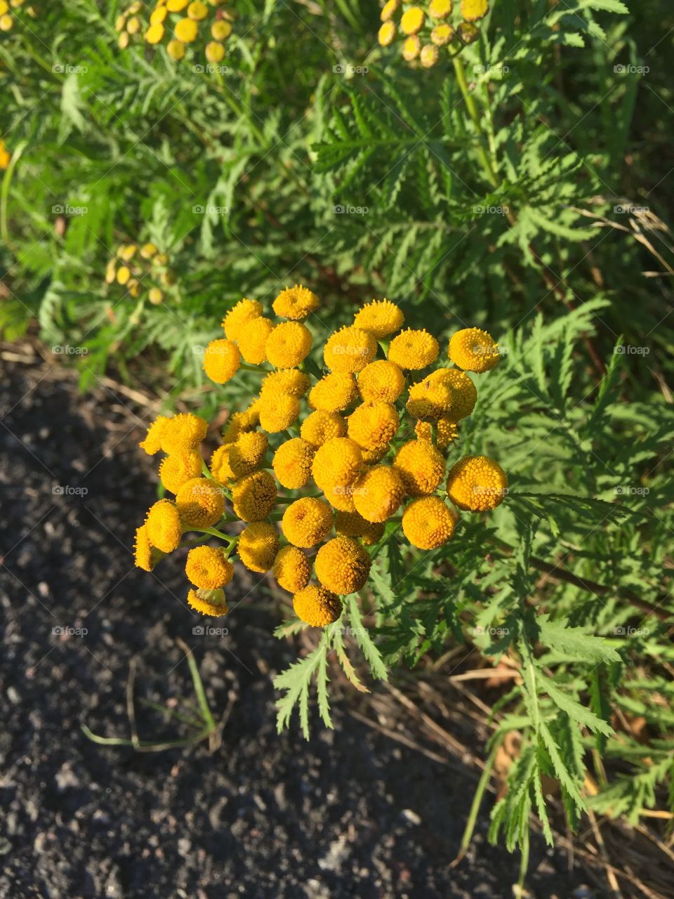 Flowers catched in a walk 