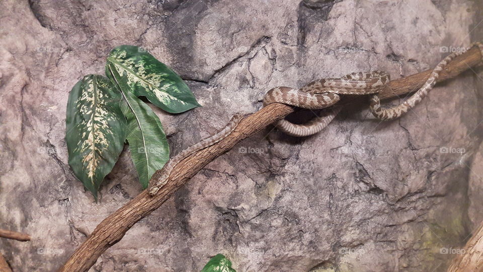 Snake at the Zoo