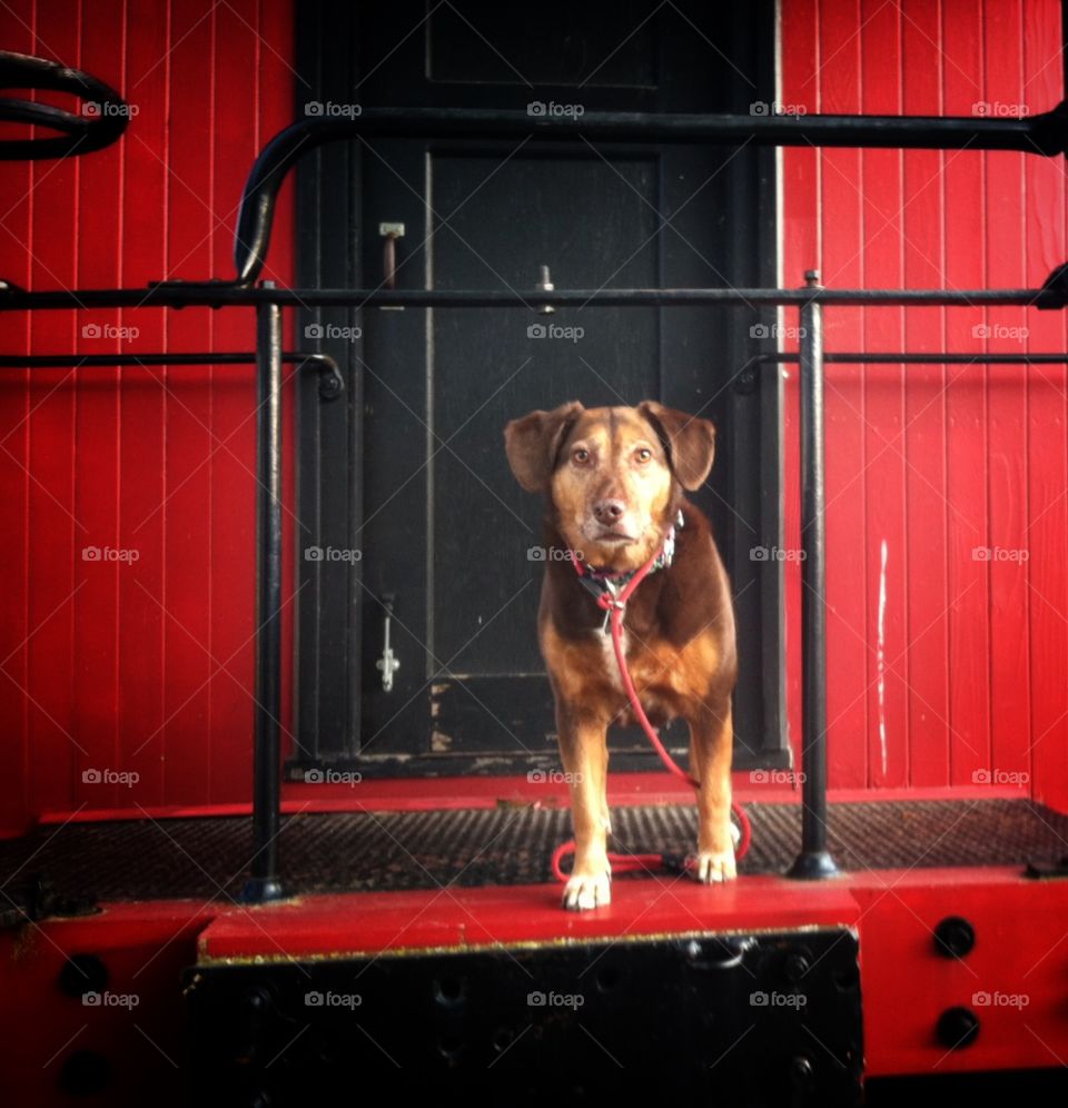 Little Brown On Red Caboose. My mountain cur, Tootsie on a train caboose 