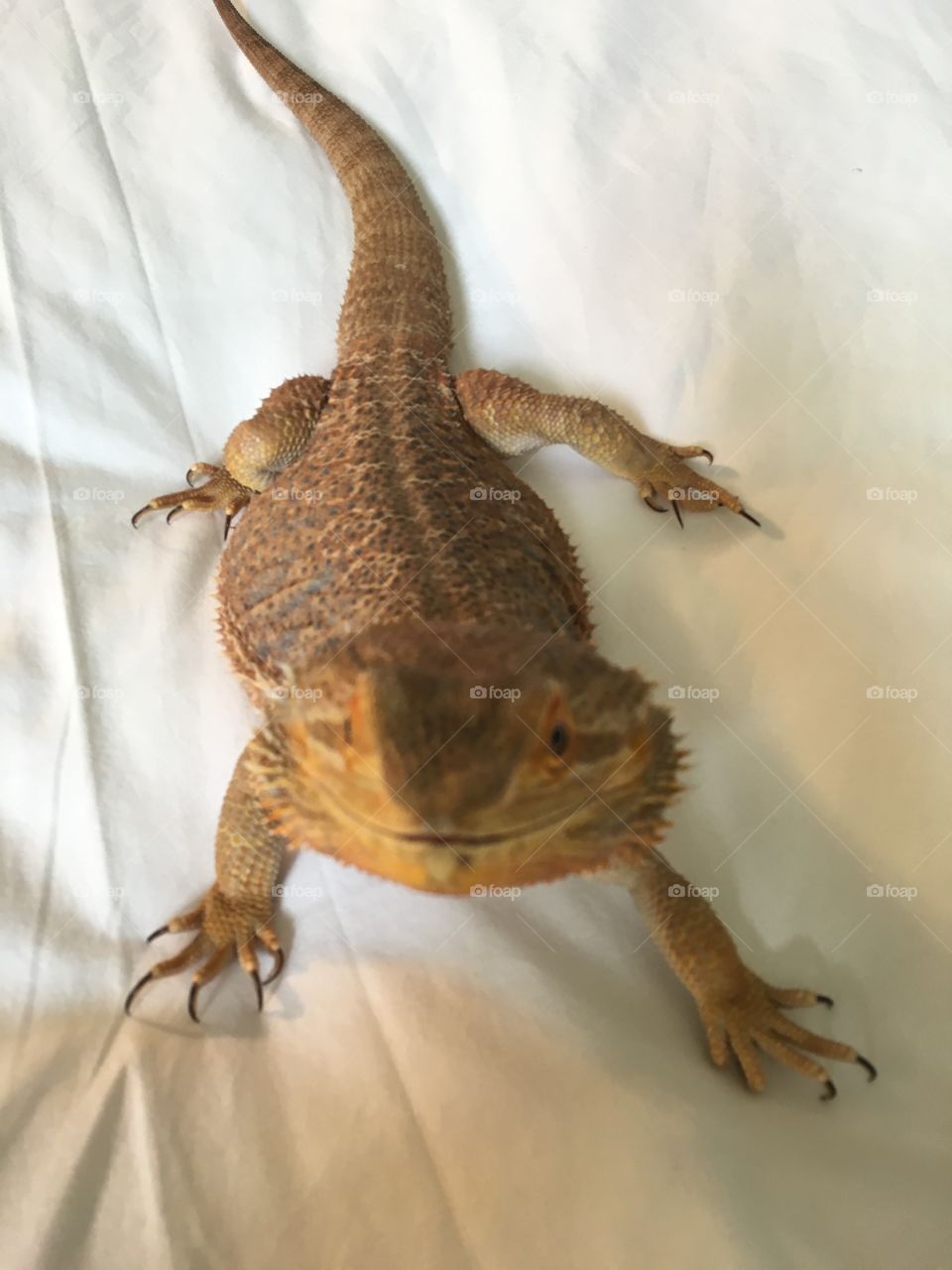 Pet dragon lizard