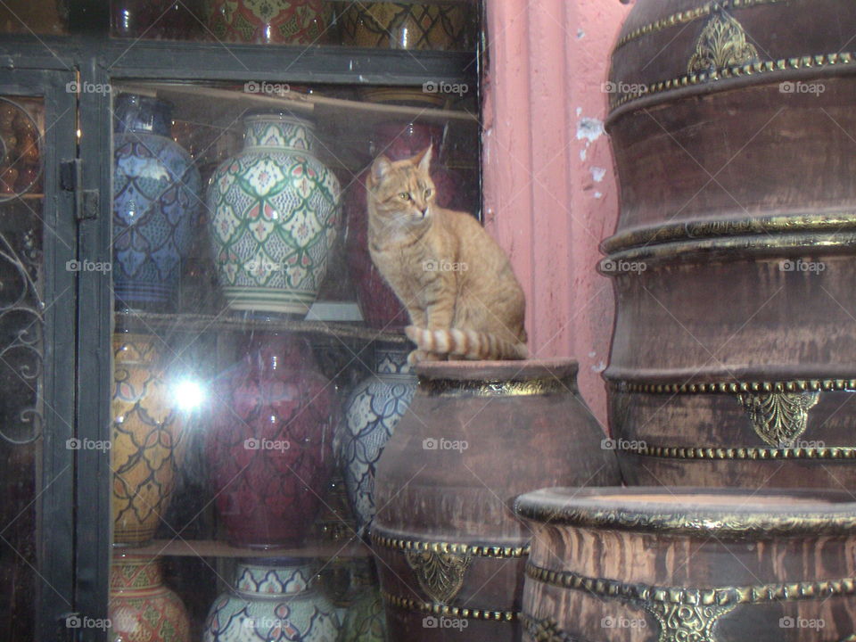 cat in Marrakech