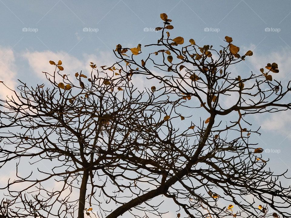 Tree at Victoria Park Hong Kong