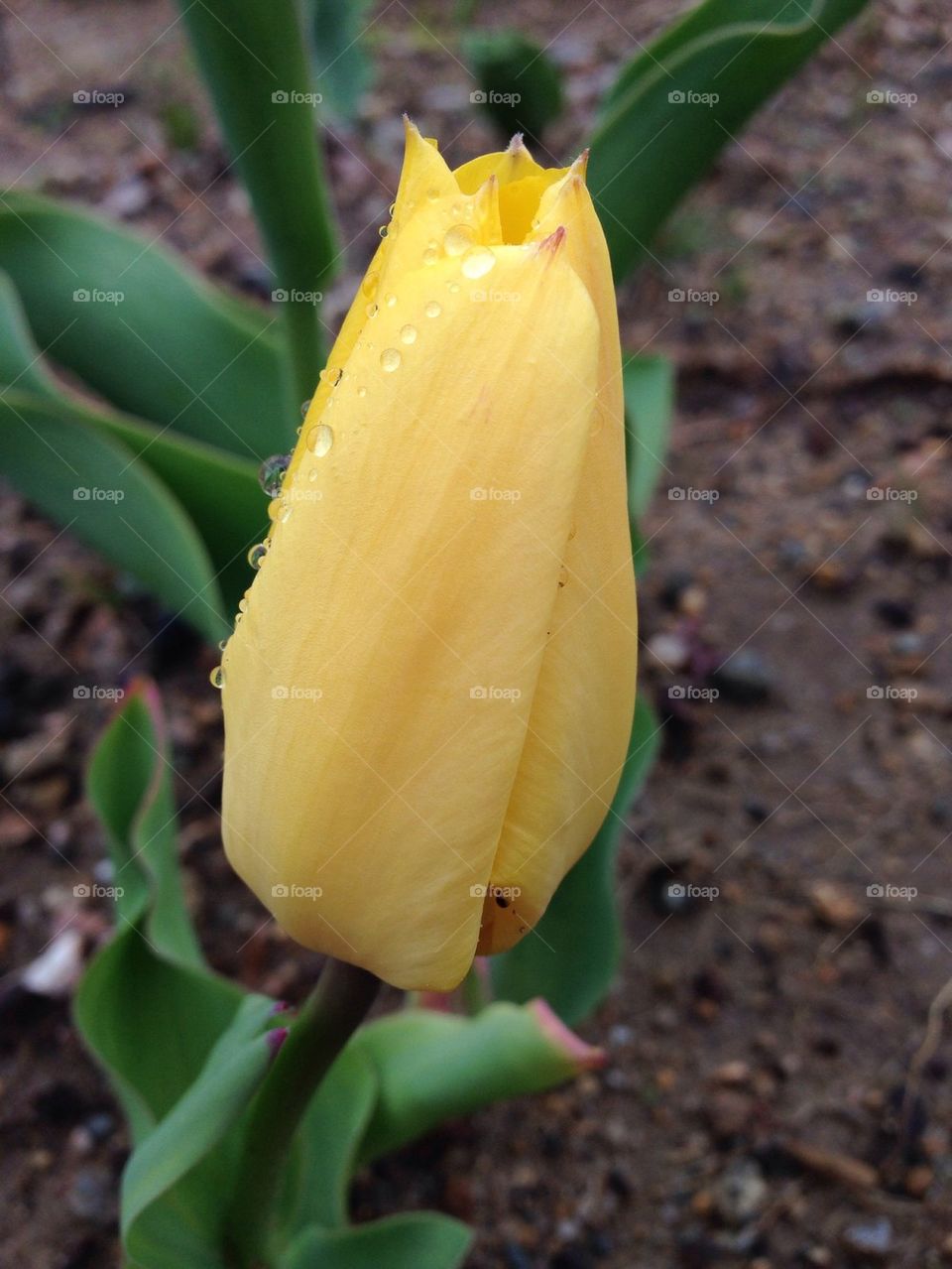 First yellow tulip if the year 