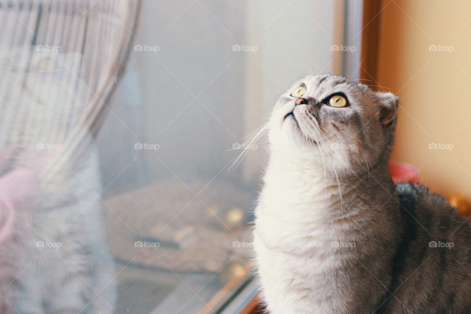 Gray cat with yellow eyes near the window 