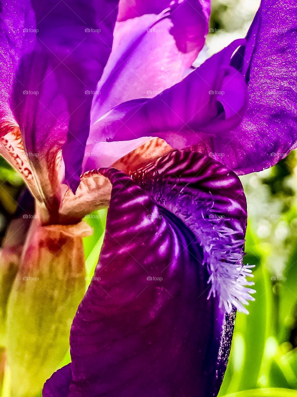 Iris Glowing 