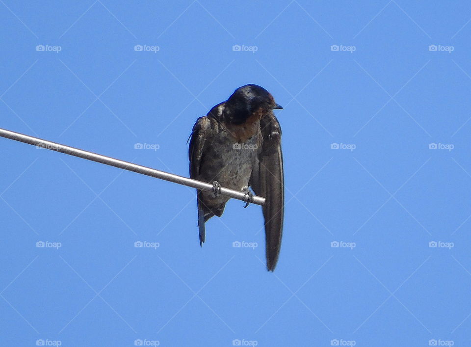 Barn swallow. Felt to wait its partner for along. Sometimes looking for 2-3 individue at the tower of phone. Yellow-orange throated character with the black of the body dorsal dominan.