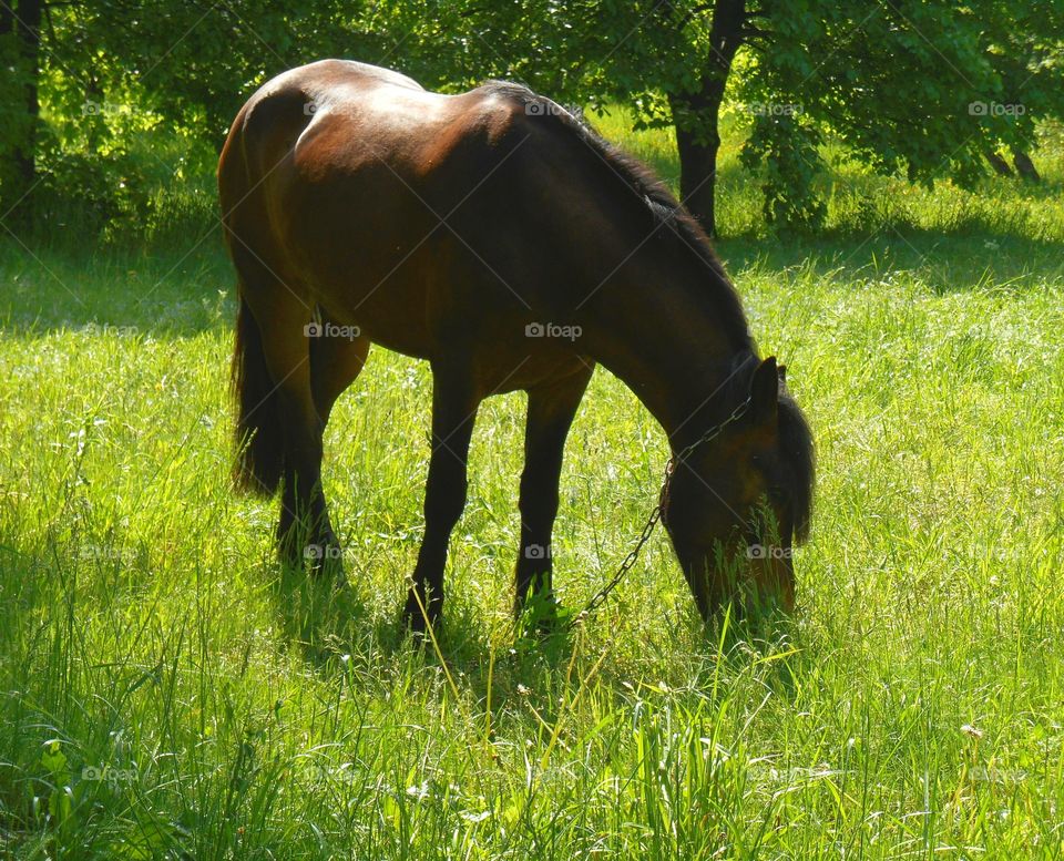 Mammal, Cavalry, Mane, Horse, Mare