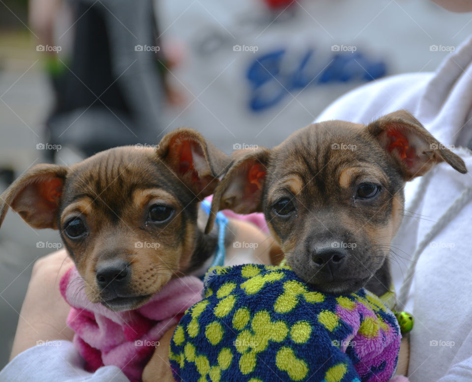 BABY ANIMALS: A baby animal can be a young cow to a dog or a baby chick! Most people consider a puppy a baby animal! Dogs are sometimes referred to as "man's best friend" because they are kept as domesticated pets and are usually loyal and like being around humans! 