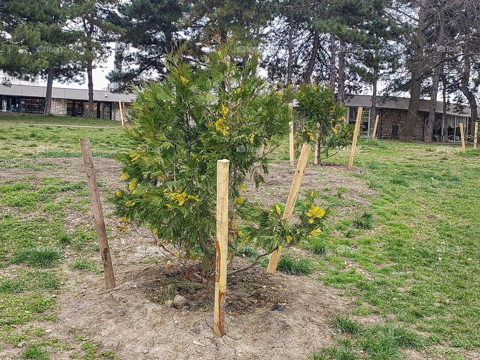 Young Christmas trees just planted