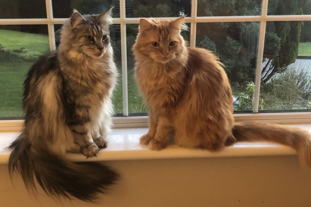 Maine Coon brothers