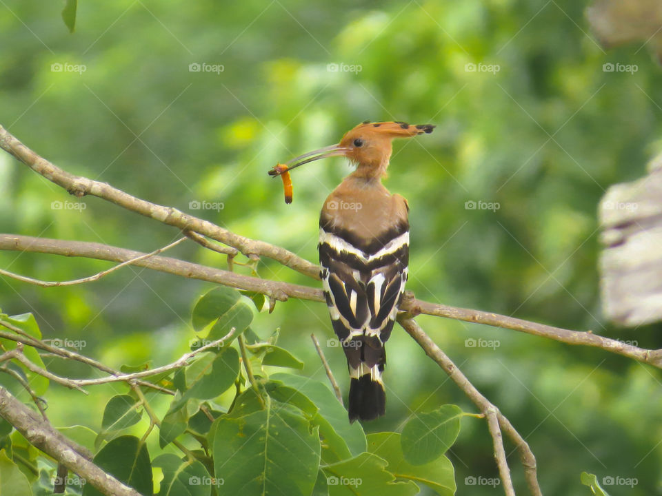 Close-up of bird perching on tree branch