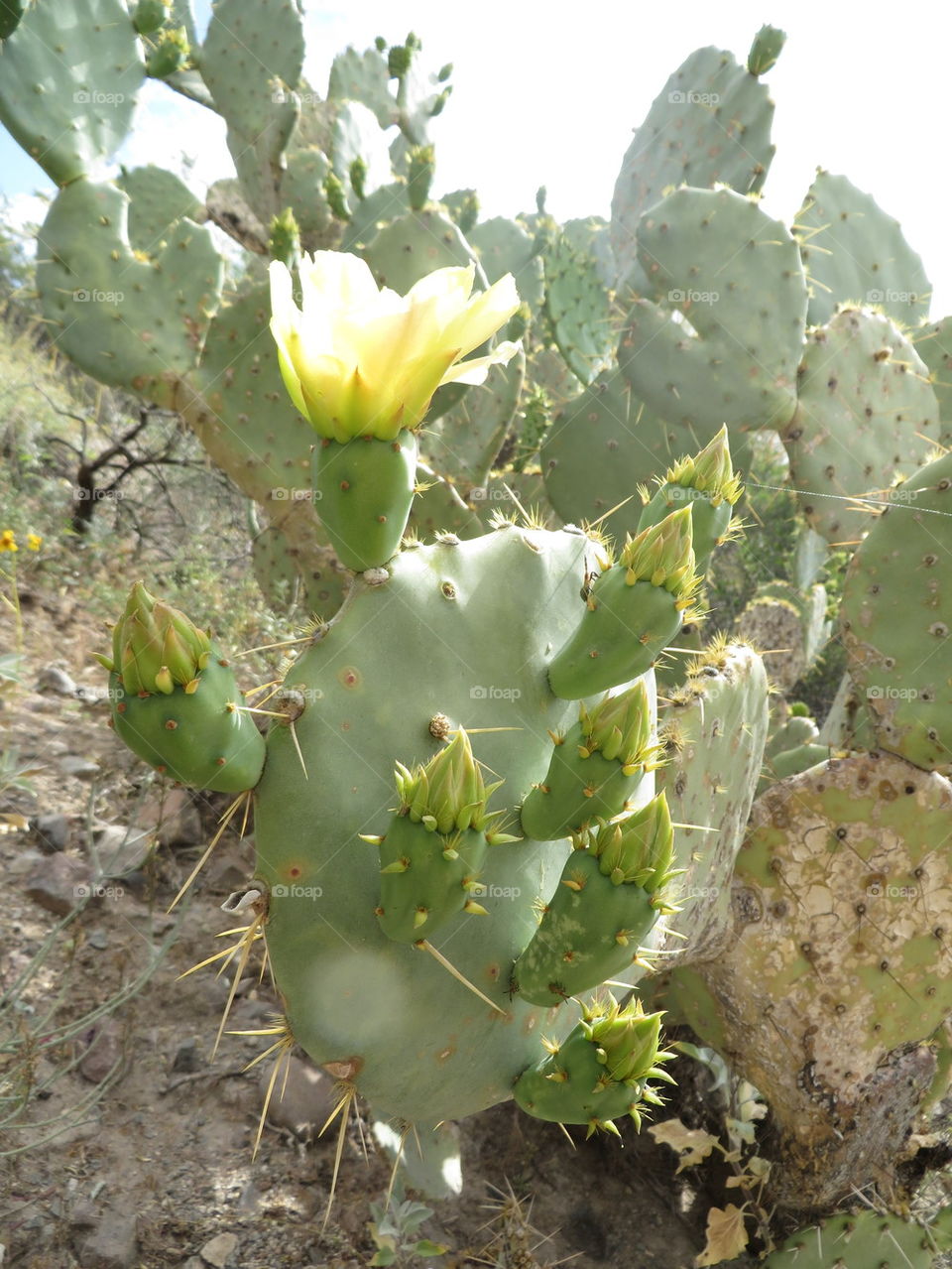 prickley pear cactus