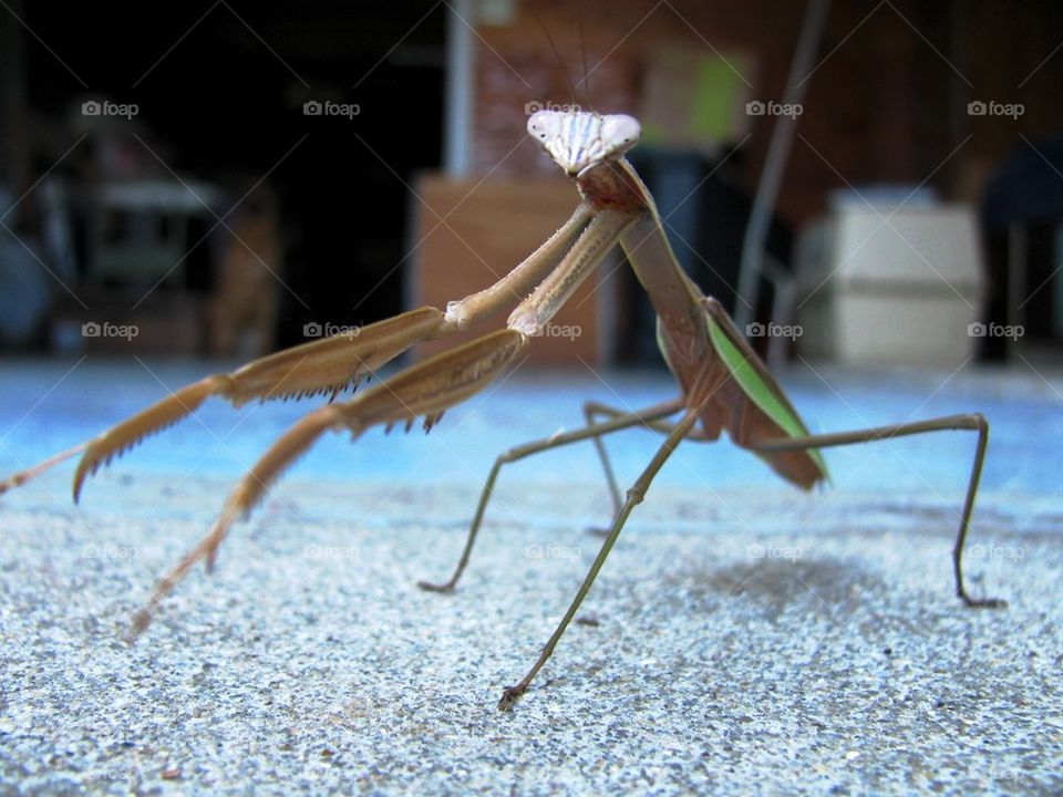 Praying Mantis