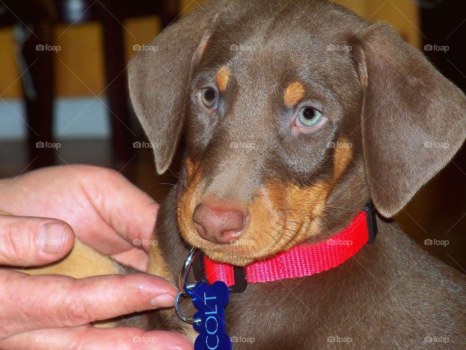 Doberman puppies for the win! Must love dogs! 