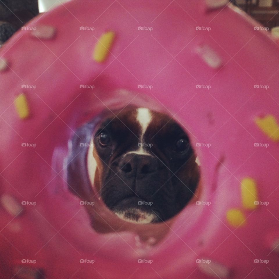 A Ronut. A view of my Rory through his toy donut.