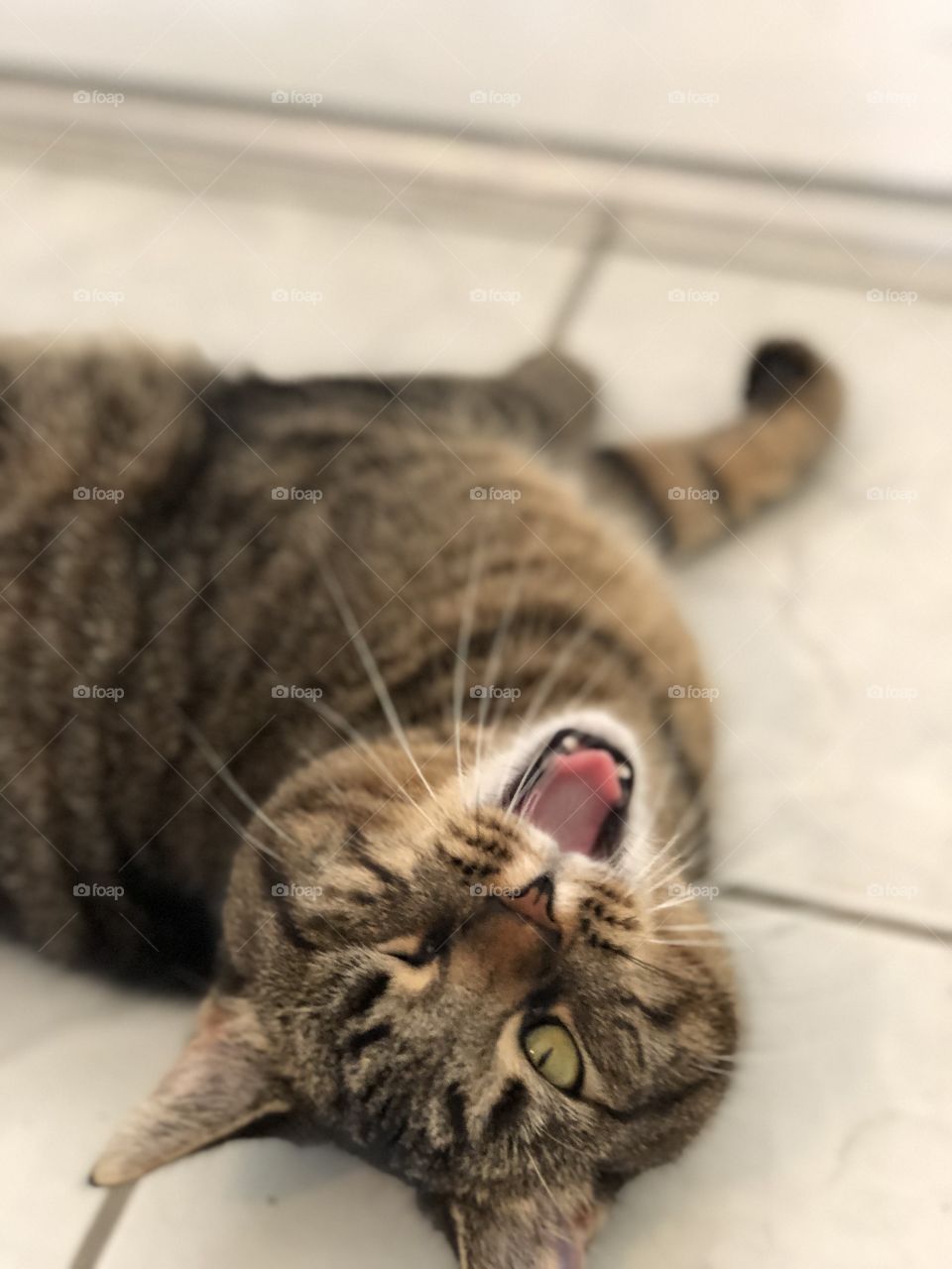 Upside down cat open mouth
