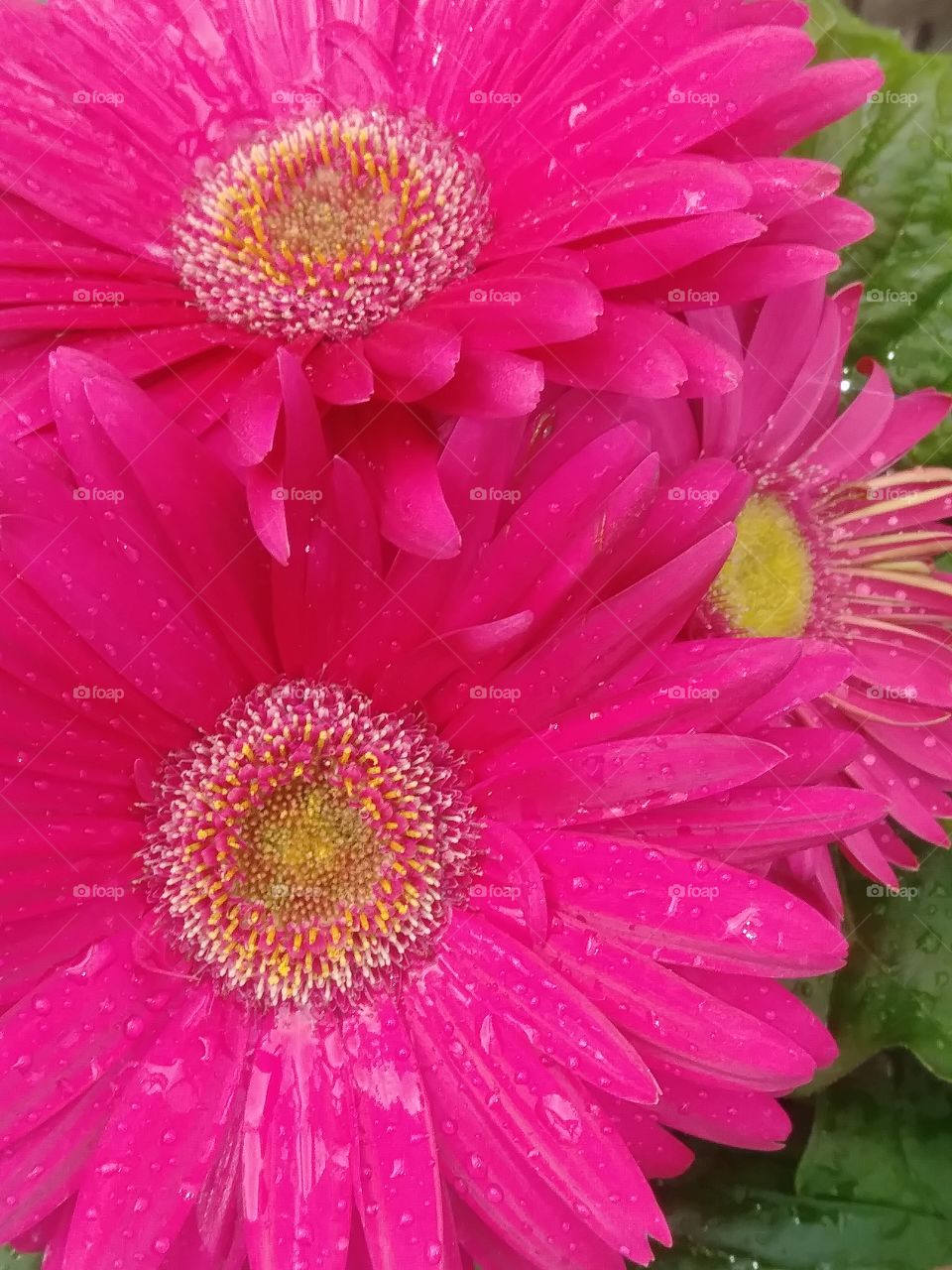 Desert Dew by LadyCyrus