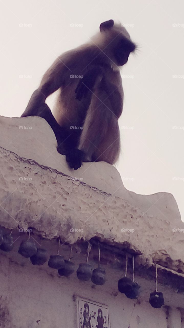 a monkey on temple