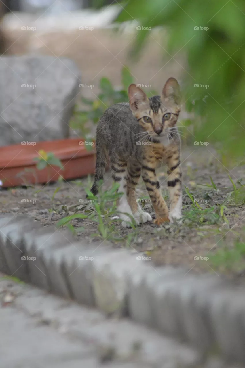baby cat pic so Beautiful