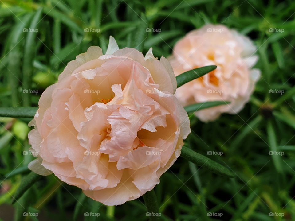 the portulaca grandiflora