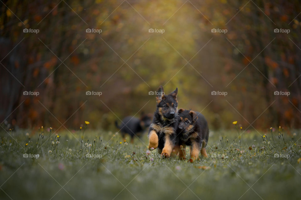 German Shepherd Puppies outdoor portrait