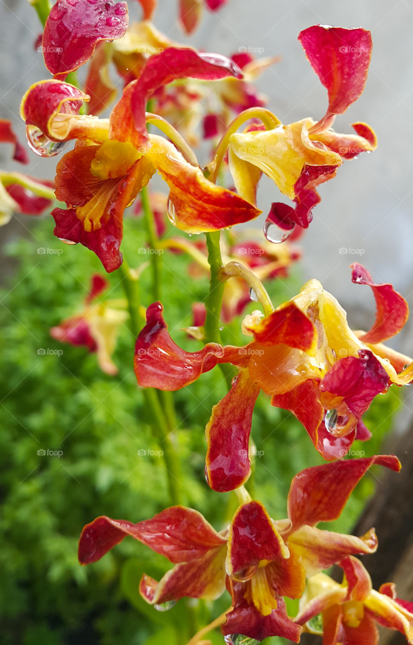 orchid flower decor in garden