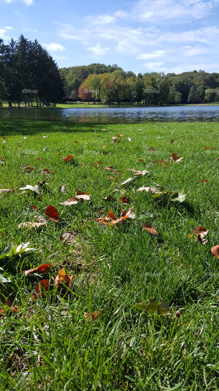 Falling leaves. Fall in Ohio