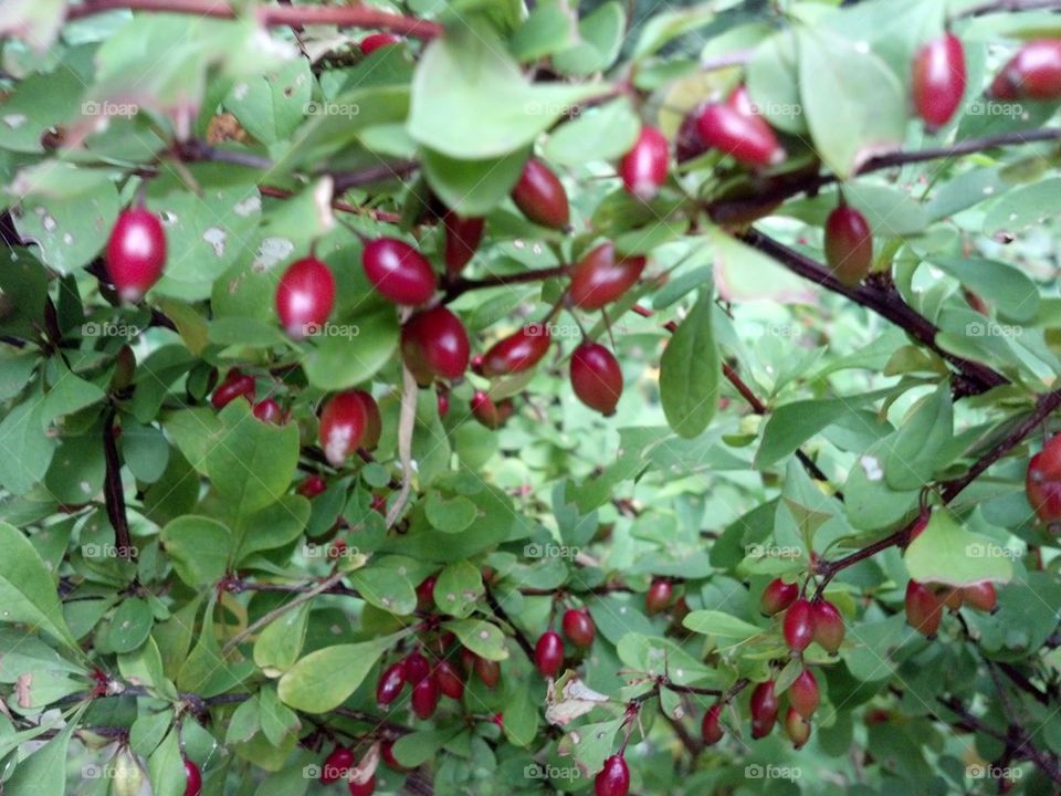 berry bushes