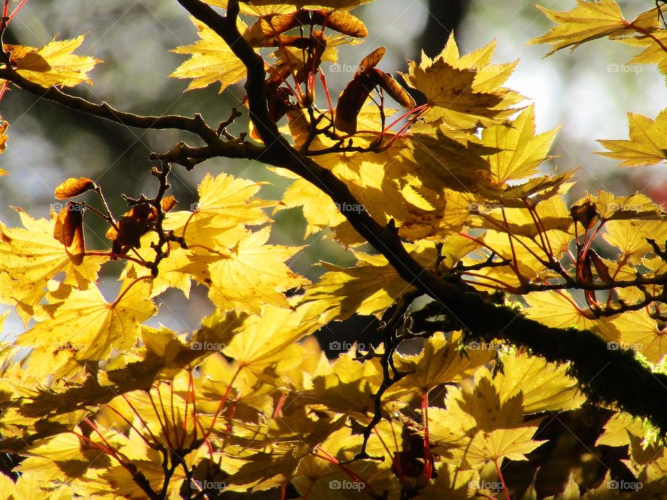 yellow autumn leaves 🍂 💛