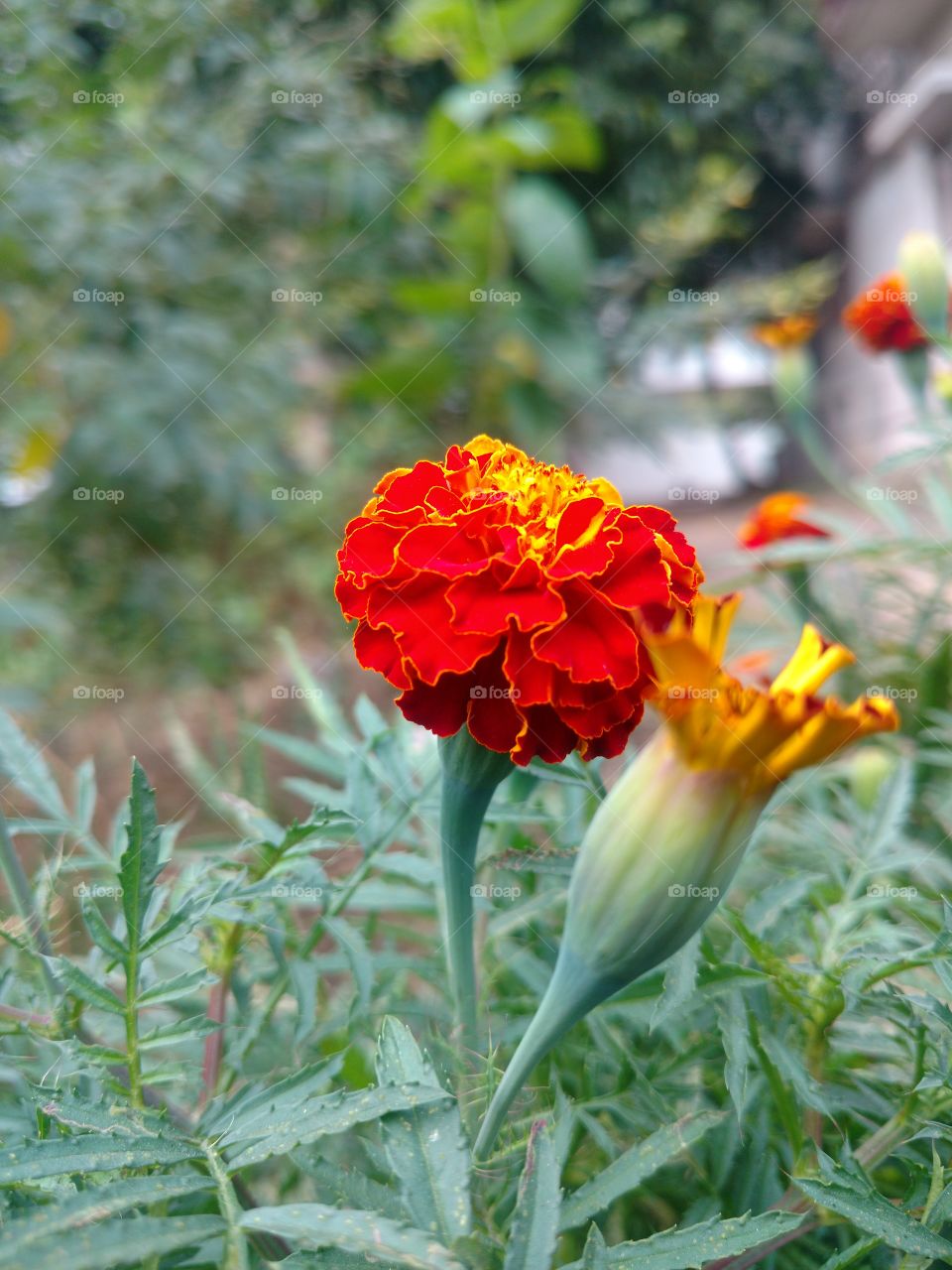 Flowers, marigold