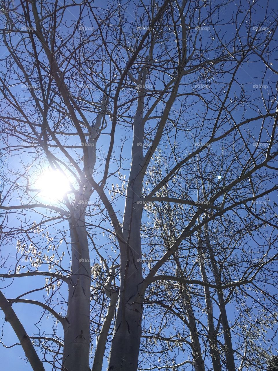 Sun trees