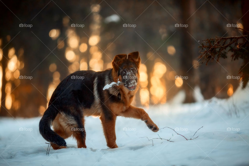 Red cute german shepherd 5-th months puppy portrait at snow at the winter