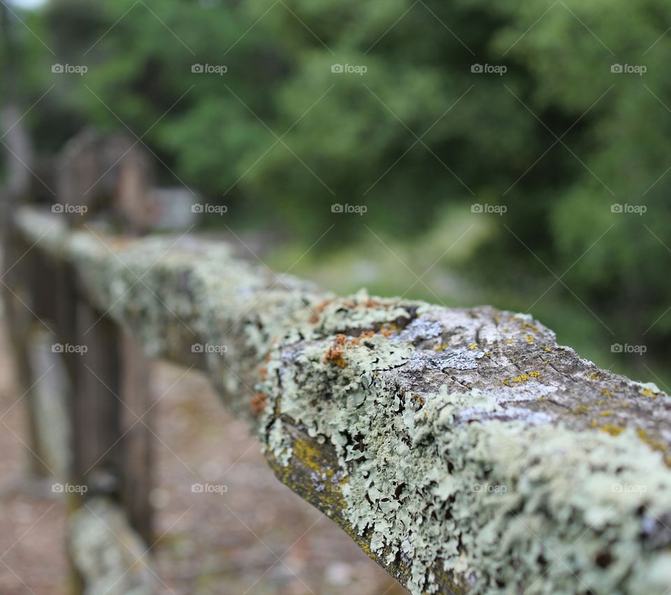 fence Moss