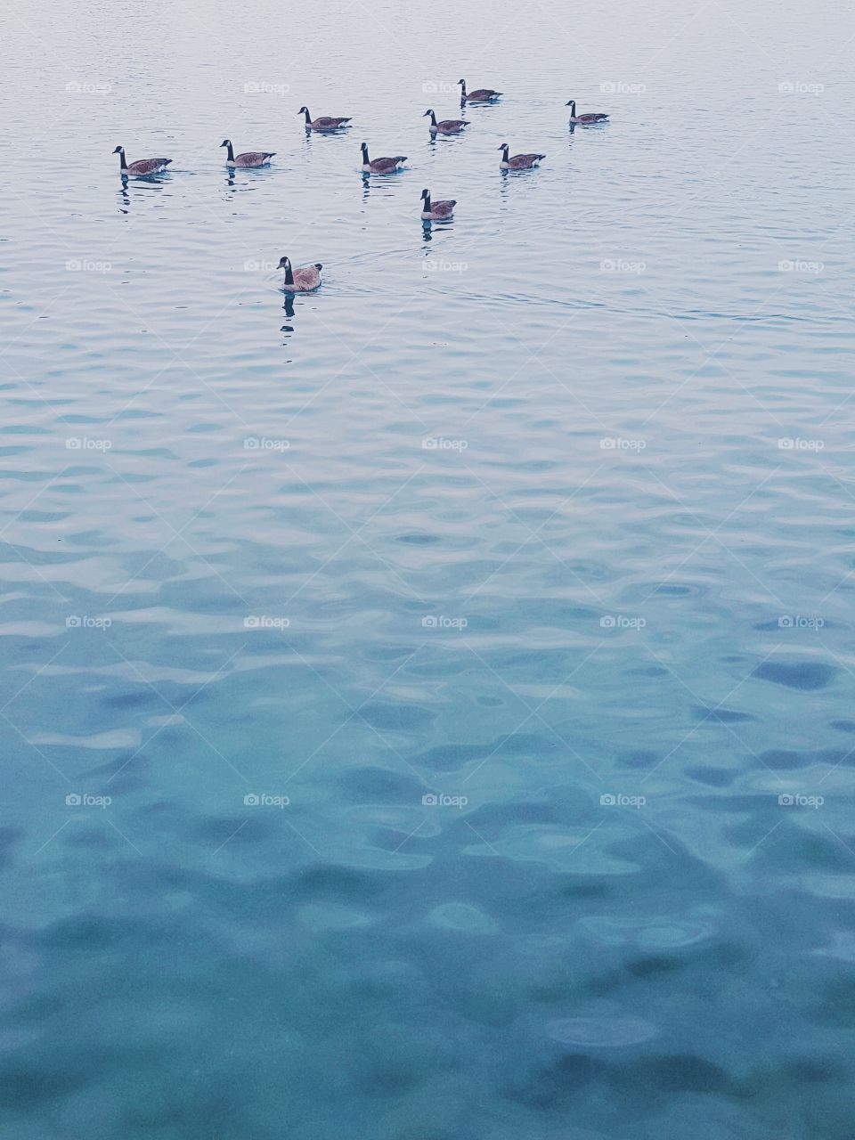 A gaggle of Canadian geese swim through calm water.
