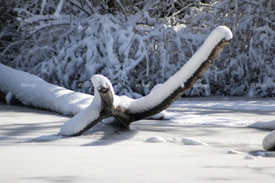 Close-up of tree trunk with snow