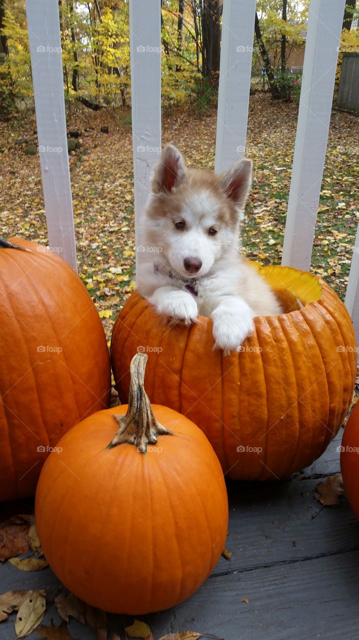 Puppy in a Pumpkin