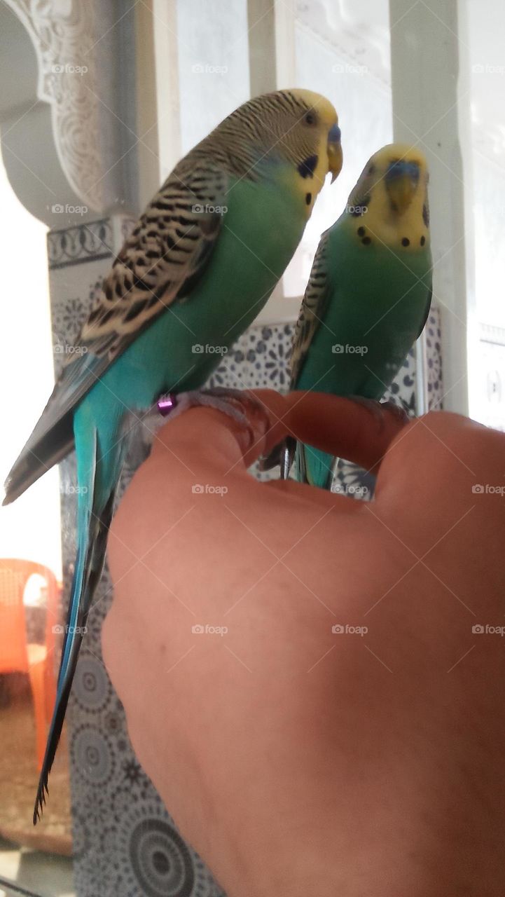 A parrot stands on my hand  looking at its image in mirror.