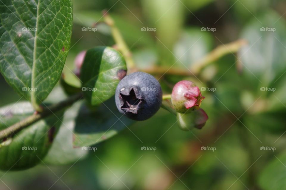 Blueberrybush
