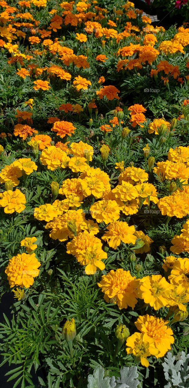 marigold