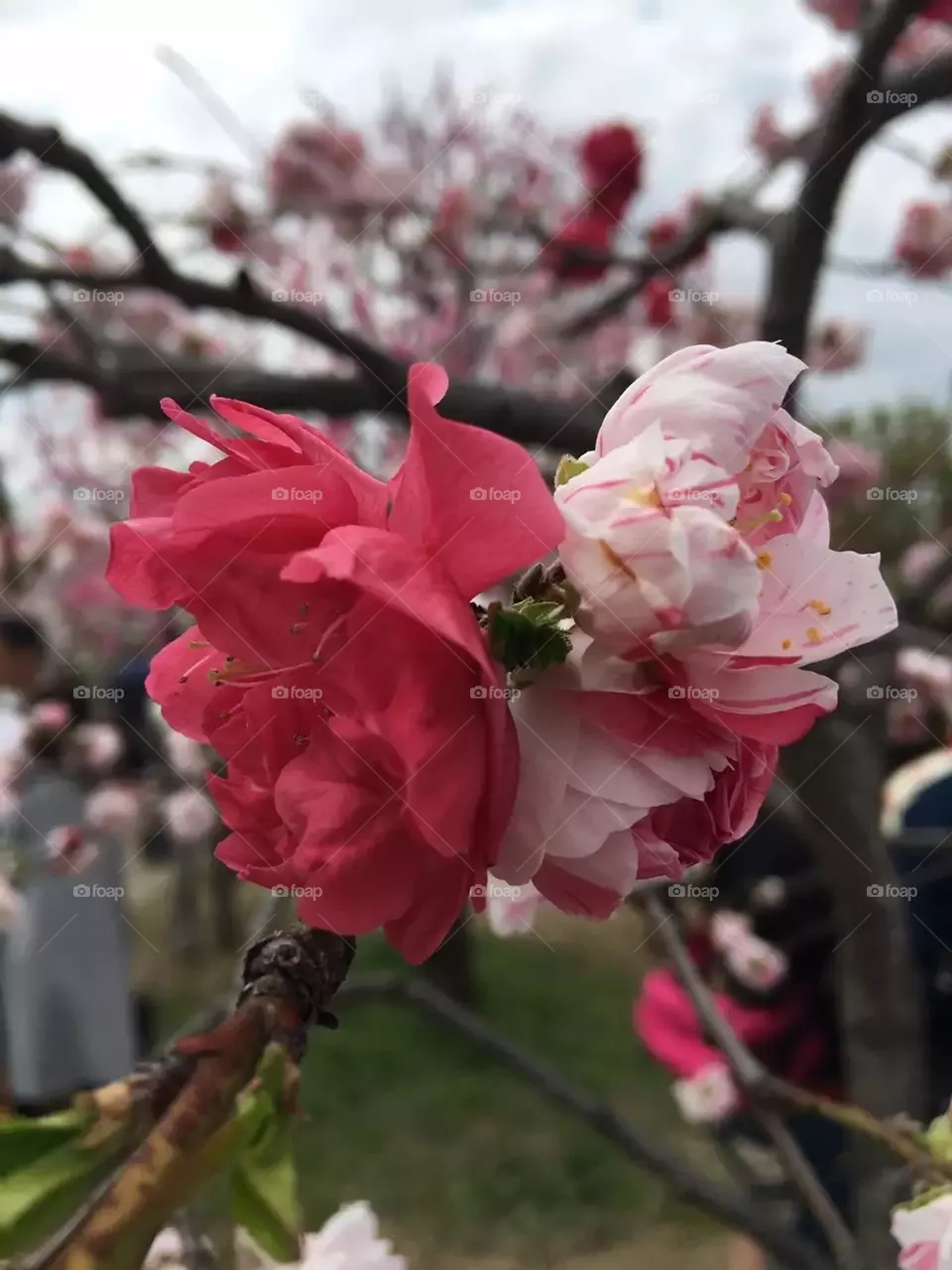 Blooming Flowers