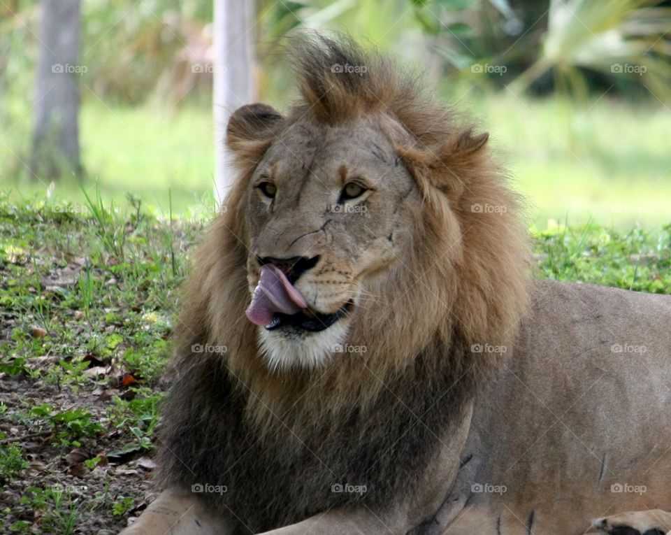 Licking lion