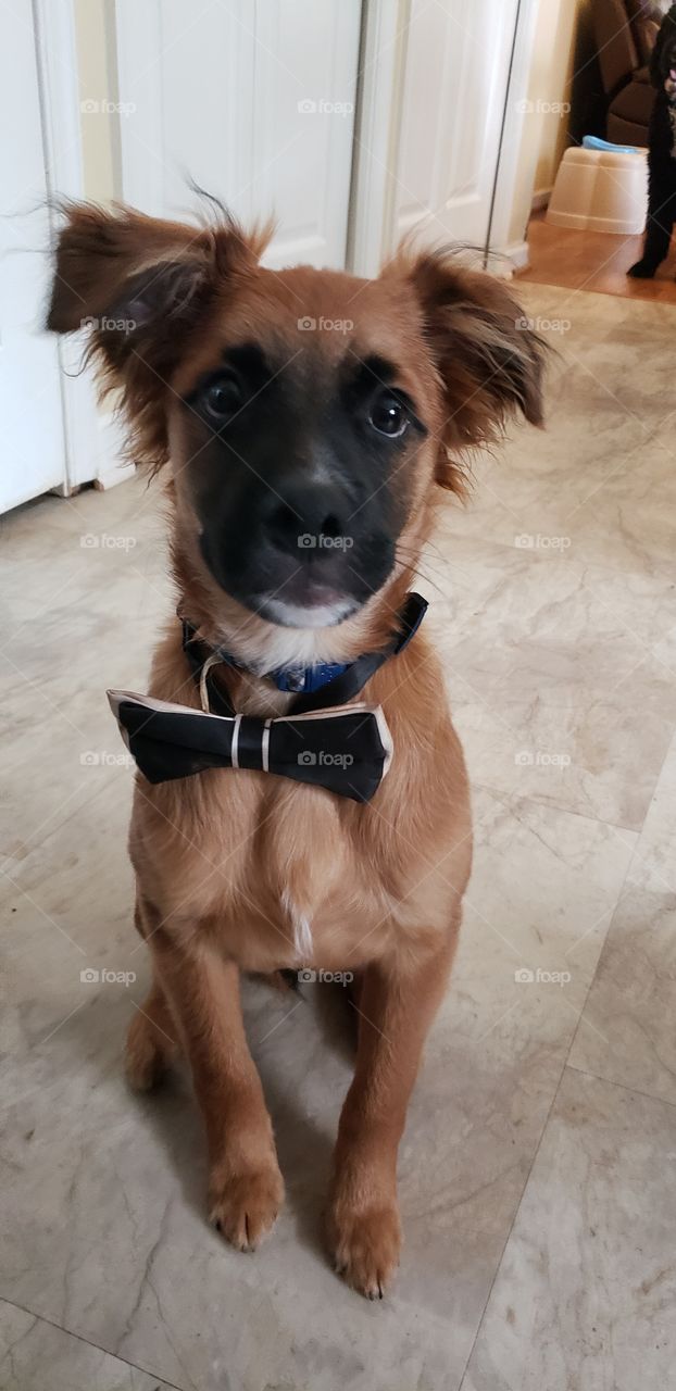 Handsome 10 week old Shepherd/Yorkie mix mutt puppy sits in the kitchen proudly showing off his baby boy bowtie.