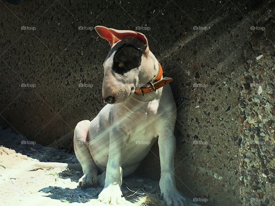 Bull terrier puppy