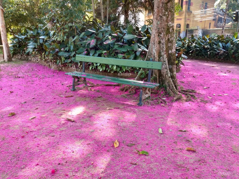 And the floor turned pink. Square in Alto da Boa Vista - Floresta da Tijuca - Rio de Janeiro.