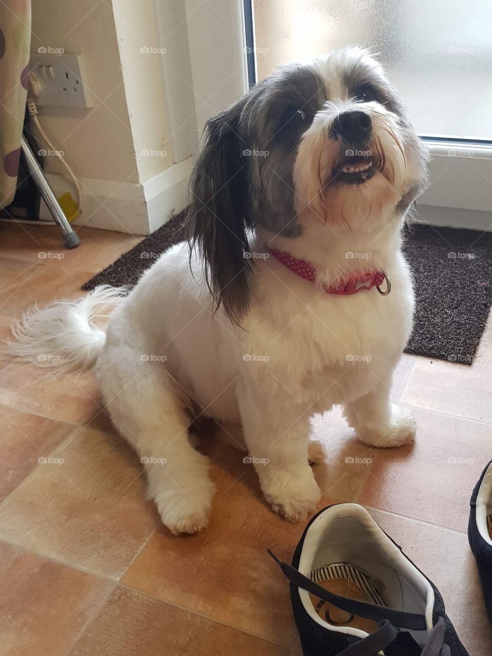 My Daughters dog Tilly the Shih Tzu  after going to the groomers
